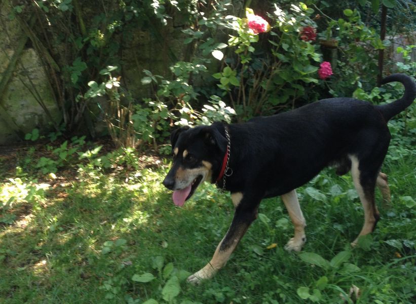 A ADOPTER Berger de beauce/Beauceron trs affectueux