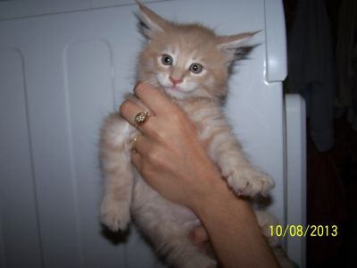 Magnifiques  Chatons Maine Coon