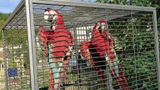 Couple de perroquets ara chloroptère Eam