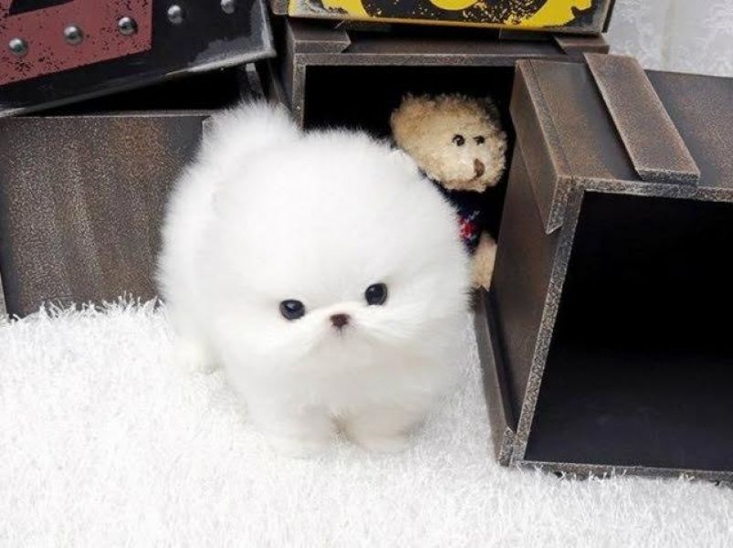  A donner chiot pomeranien teacup blanc