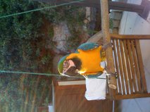 Magnifique perroquet type ara ararauna male