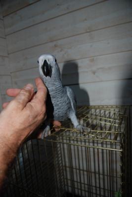 Adorable perroquet gris du Gabon