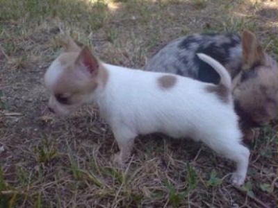 Beau chiots types Chihuahua 
