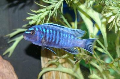 Cichlid�s du Malawi