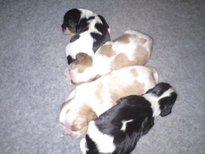 Chiots cavalier king charles 