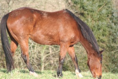 Cheval hongre de 12 ans