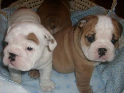 Chiots bulldog anglais a vendre