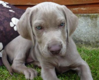 Chiot Weimanarer a ceder
