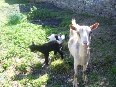 Vends biquettes naines
