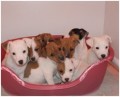  Donne chiot type jack russell trs calins 