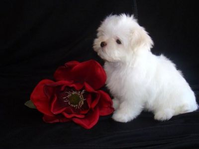 Chiots Bichon Maltais