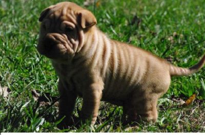 Wowwww!!!!!!!!!!!!!chiots type shar pei
