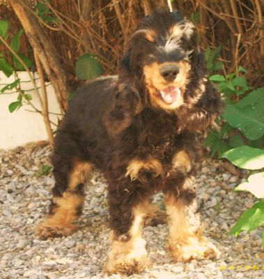 VD BELLE FEMELLE COCKER ANGLAIS LOF CONFIRMEE de 2 ans