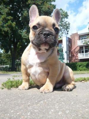 Chiot Bouledogue Francais femelle