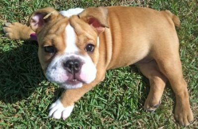 3 chiots types bouledogue anglais