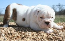 Adorable chiot type bouledogue anglais