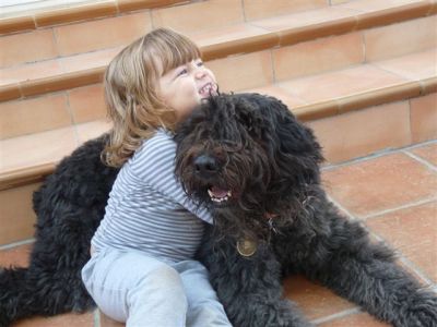 LES BOUVIERS DES FLANDRES DE LA DULLAGUE