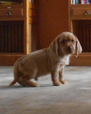 Chiots Basset Fauve de Bretagne LOF disponible de suite 