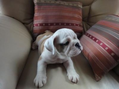 Chiots bulldog anglais a donner