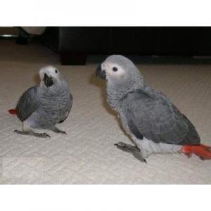 Donne couple perroquet gris du Gabon