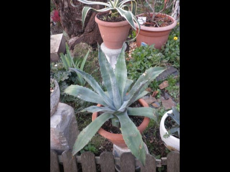 Agave résistante à -10