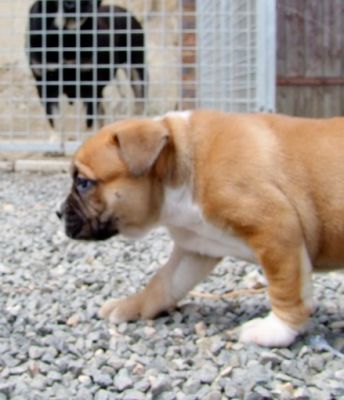Dogue de majorque Ca de Bou Lof