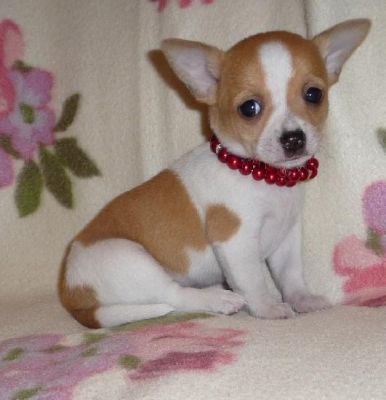 Magnifiques bebes chihuahua disponibles.