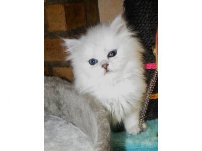 Chaton Mle Persan Chinchilla Silver Shaded