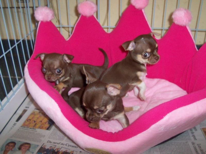 Adonner Chiots Chihuahua Chocolat  lof