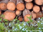 Spcial prix promo de bois de chauffage bien sec (30)