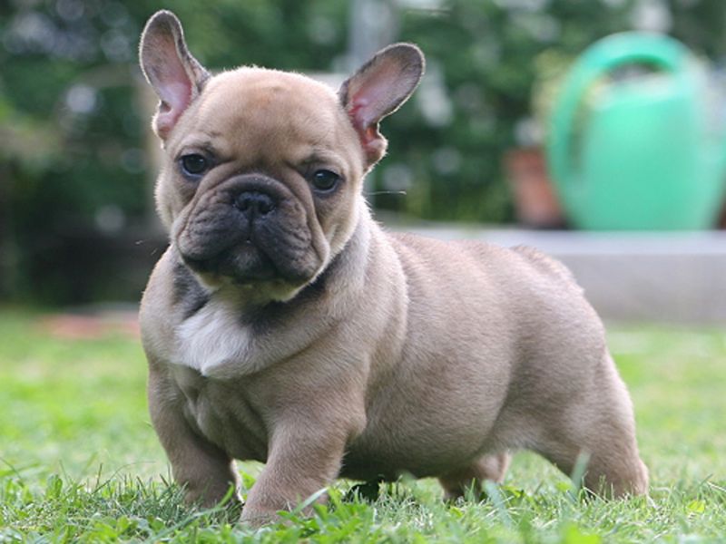 Boulledogue Franais