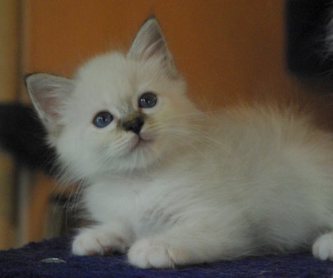 Chaton sacre de Birmanie 1 mle et 2 femelle a donner 