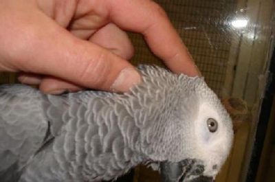 Couple de gris de gabon