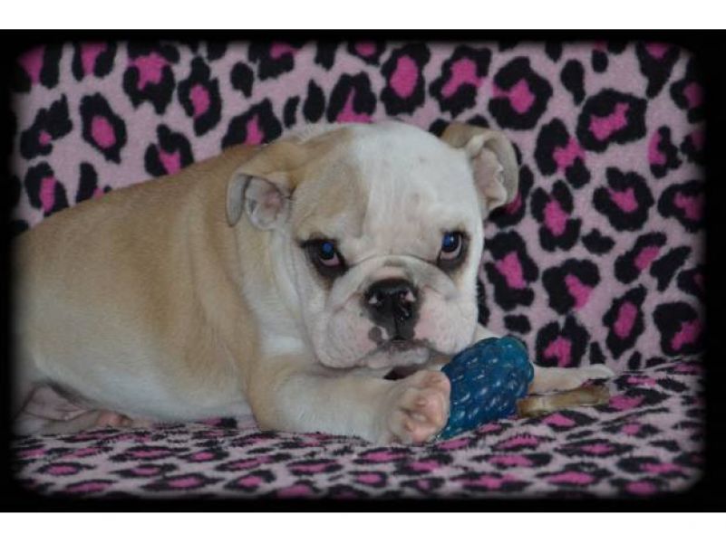 Magnifique chiot bouledogue anglais lof m�le