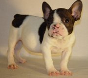 Chiot type bouledogue franais