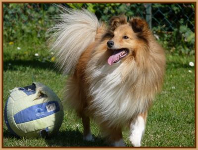 De vrais Lassie miniature !!