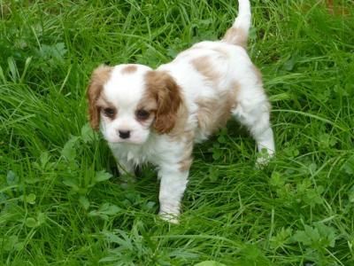 Chiots cavalier King charles, non lof