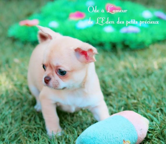 Chiot chihuahua de pure race