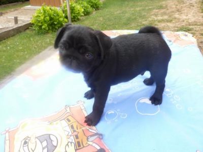 Jolie chiots carlin noir non lof