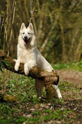A Rserver chiots berger blanc suisse LOF