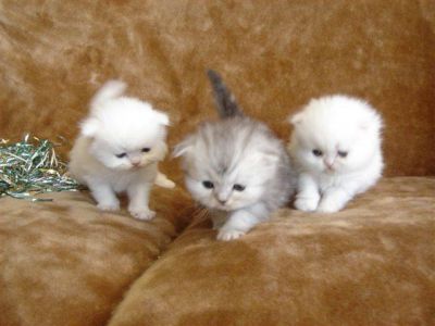 Magnifiques Chatons de race persan