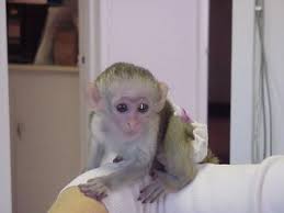   A Donner BEBE SINGE CAPUCHIN POUR ADOPTION