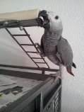 Adorable perroquet type gris du Gabon