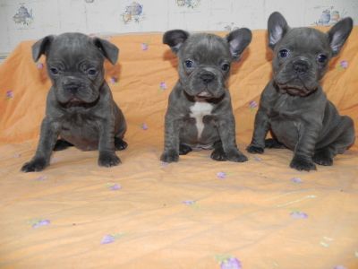 Elevage Bouledogue Francais Techitive Com