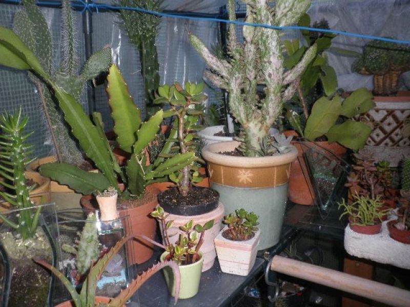 Cactus variés
