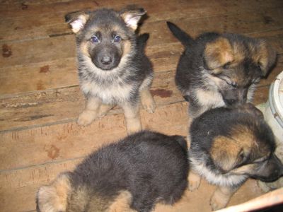Chiots berger allemand +bichon frise