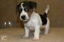 Don de mes chiots Jack Russell 