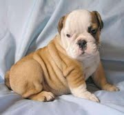 Bulldog anglais non lof � vendre