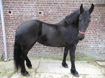 Belle Jument frison de 4ans pleins papiers