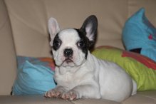  adorable chiot male bouledogue fran�ais